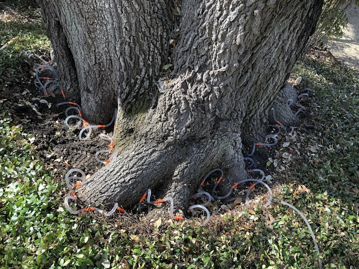 Detailed Tree Cabling and Bracing job site in Ila
