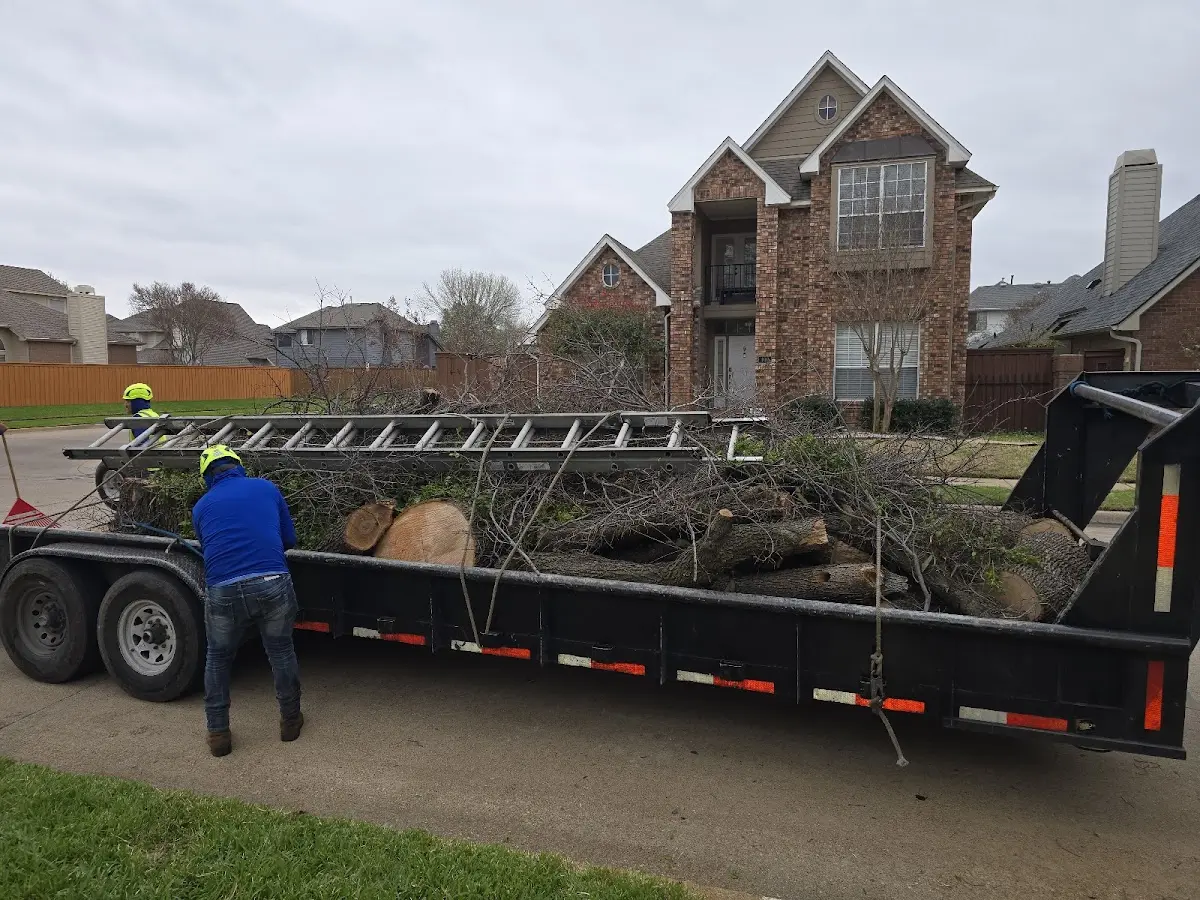 Expert Tree Fertilization with proper safety equipment in Ila